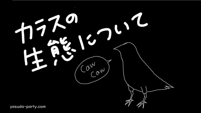 カラス観察日記 カラスの生態について 種類や分布 子育てなど やす田パーティー