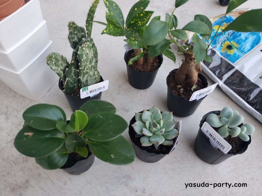 観葉植物を飾って運気upを目指そう 育て方や運気の上がる置き場所など やす田パーティー 観葉植物を飾って運気upを目指そう 育て方や運気の上がる置き場所など やす田パーティー