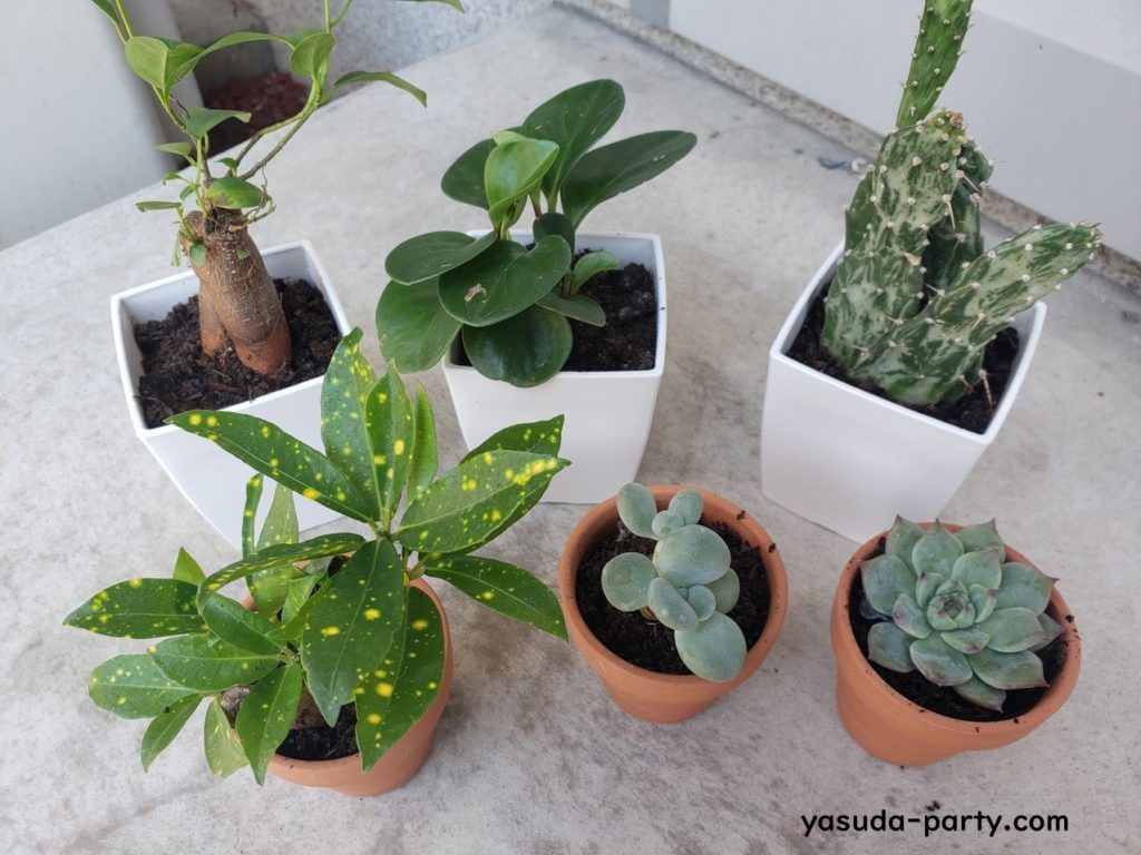 観葉植物を飾って運気upを目指そう 育て方や運気の上がる置き場所など やす田パーティー