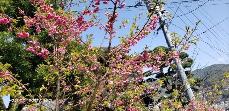 西山神社 桜