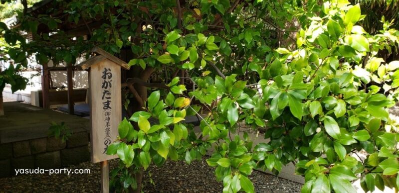 川越氷川神社 おがたまの木